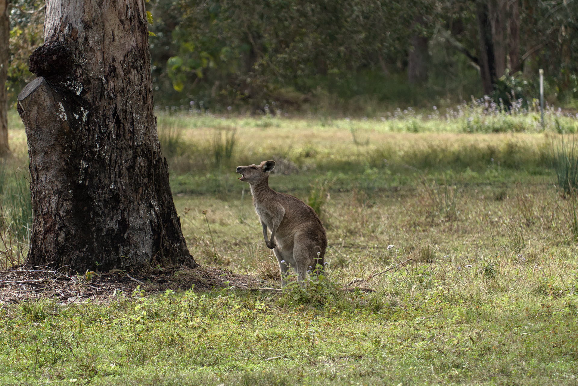 Kangaroo yawning.